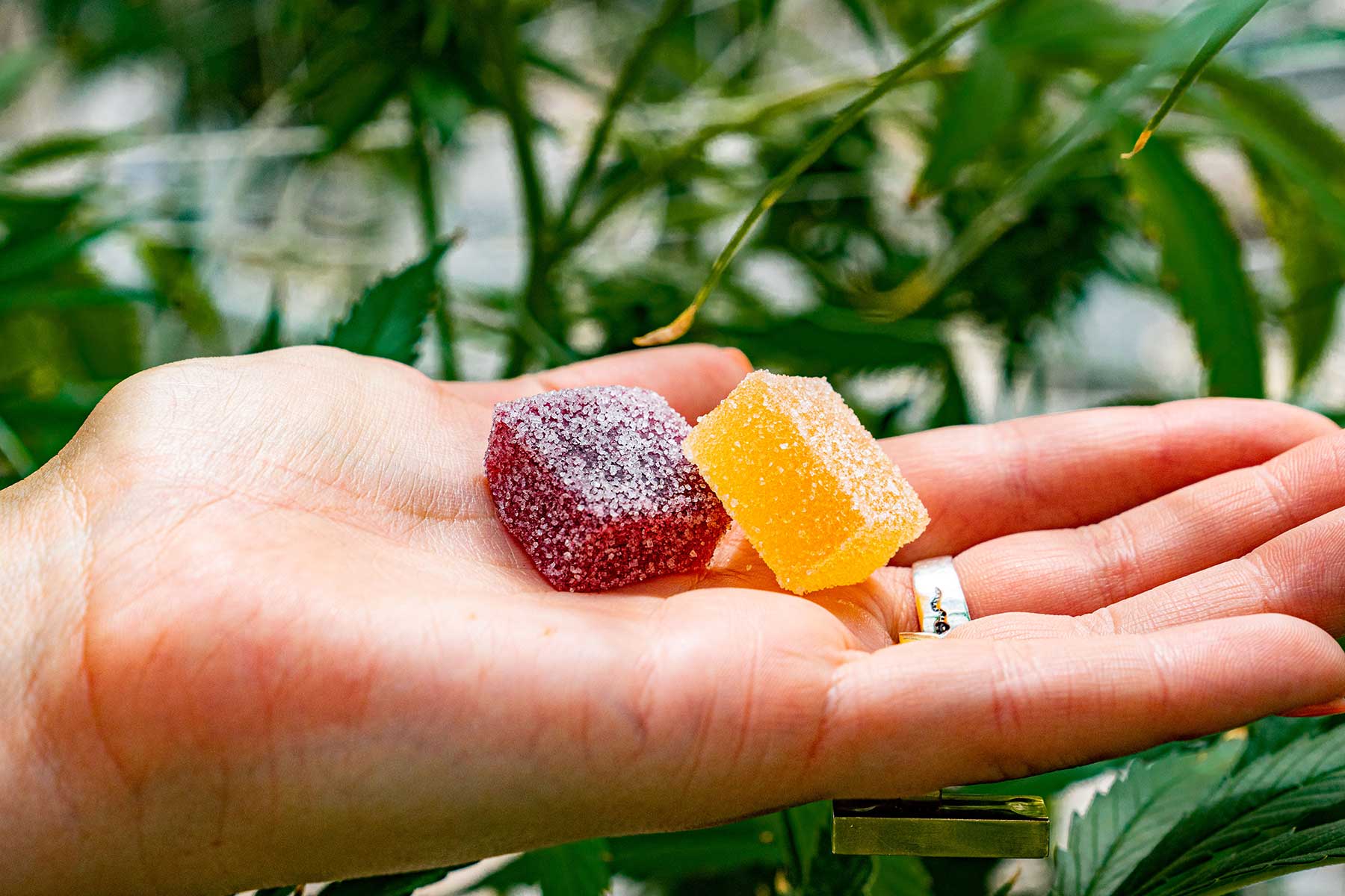 Delta 8 Gummies Unveiled Discovering the Essence of Relaxation